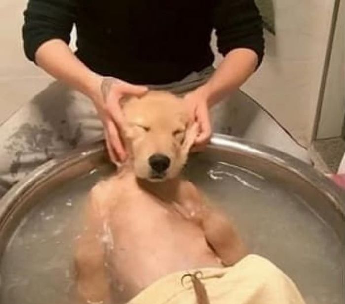 애니멀플래닛