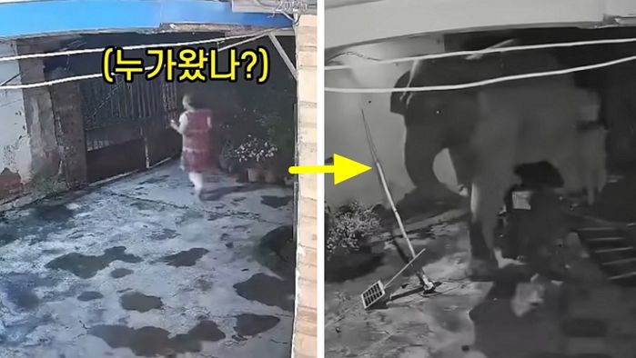 애니멀플래닛