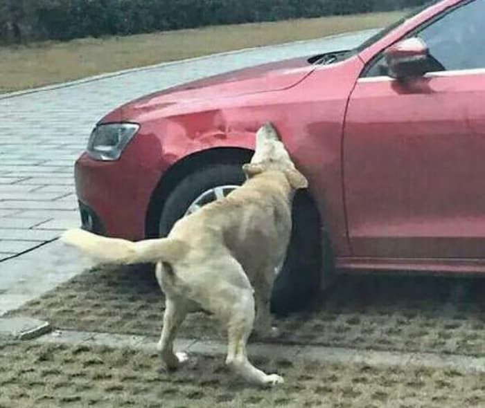 애니멀플래닛