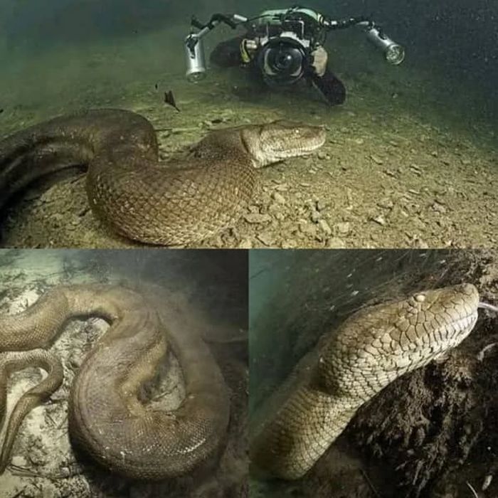 애니멀플래닛