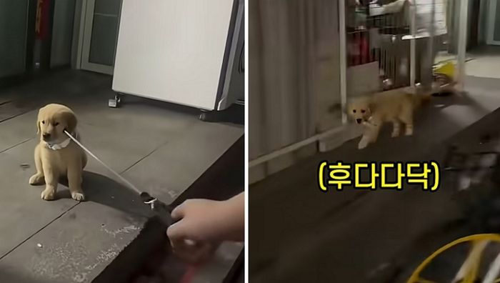 애니멀플래닛