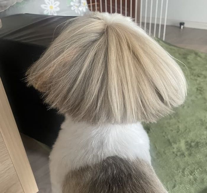 애니멀플래닛