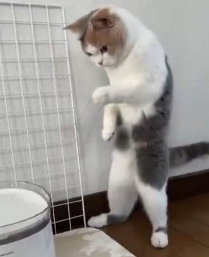 애니멀플래닛
