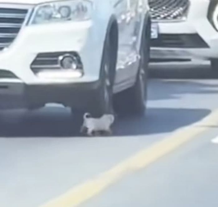 애니멀플래닛
