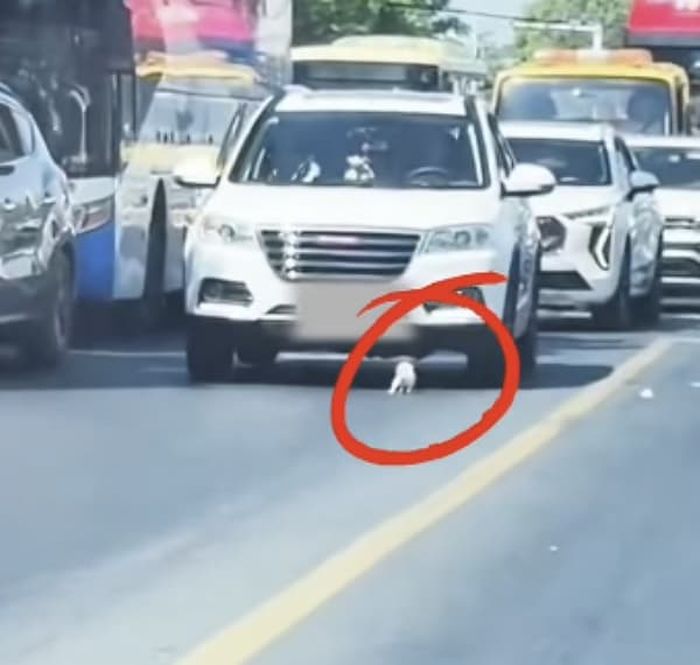 애니멀플래닛