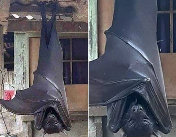 애니멀플래닛