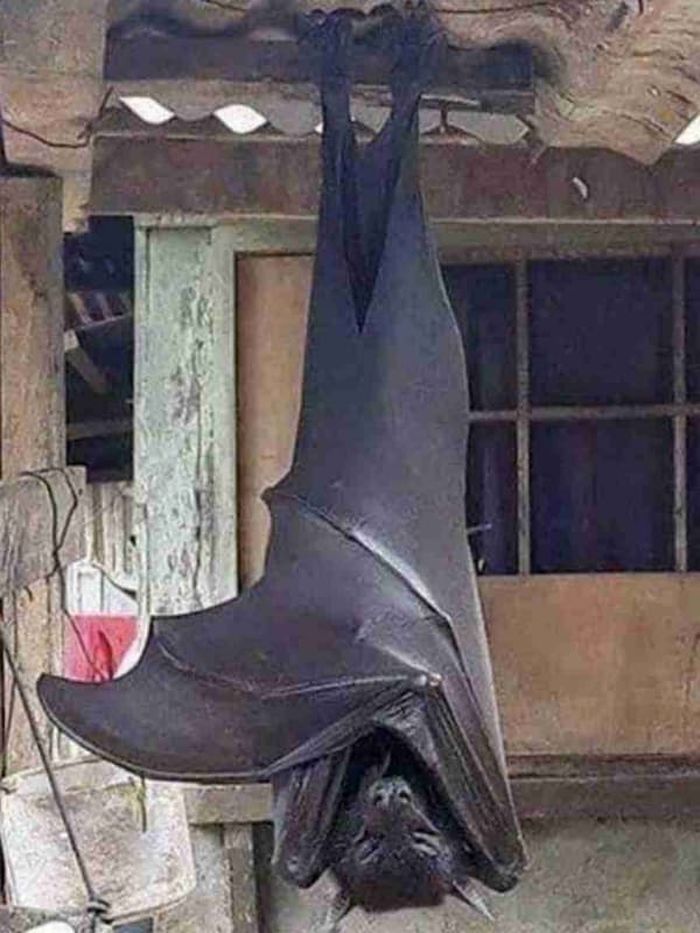 애니멀플래닛