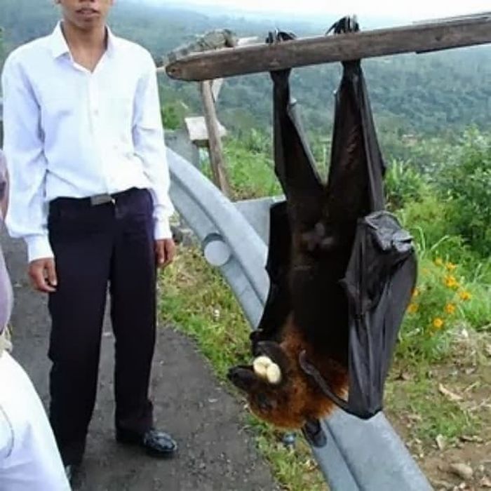 애니멀플래닛