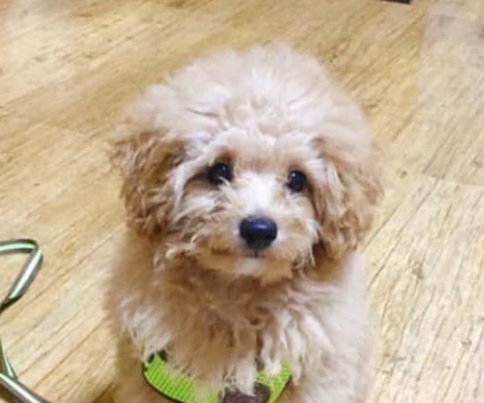 애니멀플래닛
