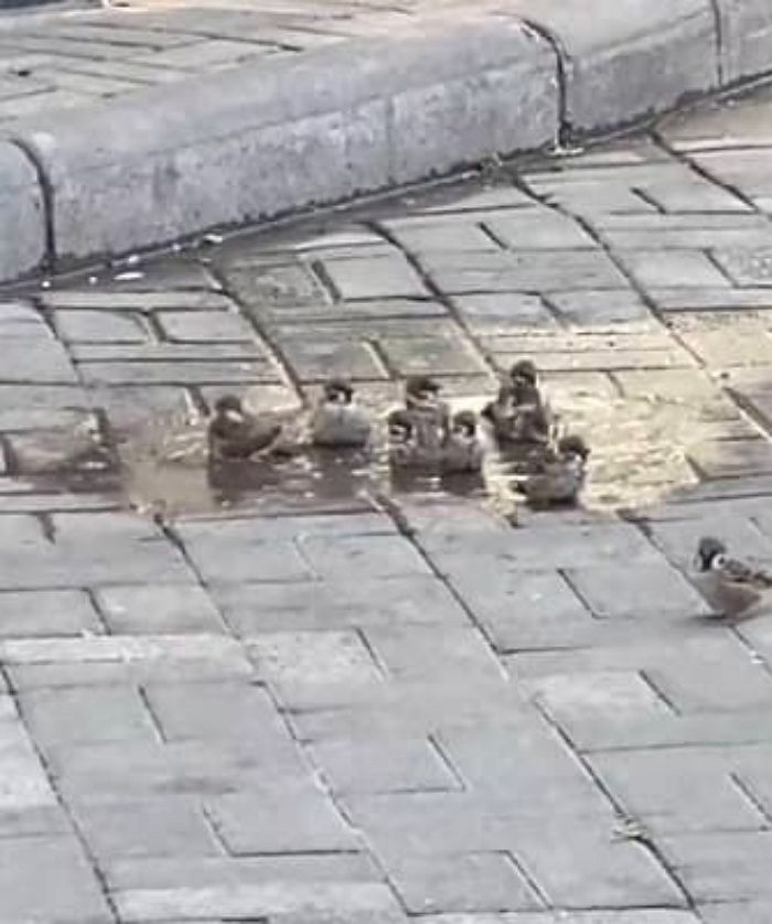 애니멀플래닛