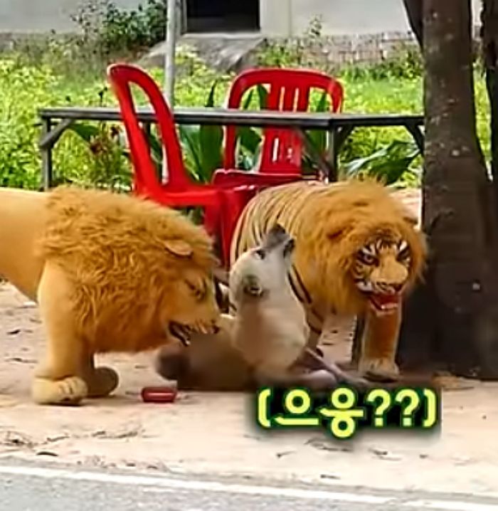 애니멀플래닛