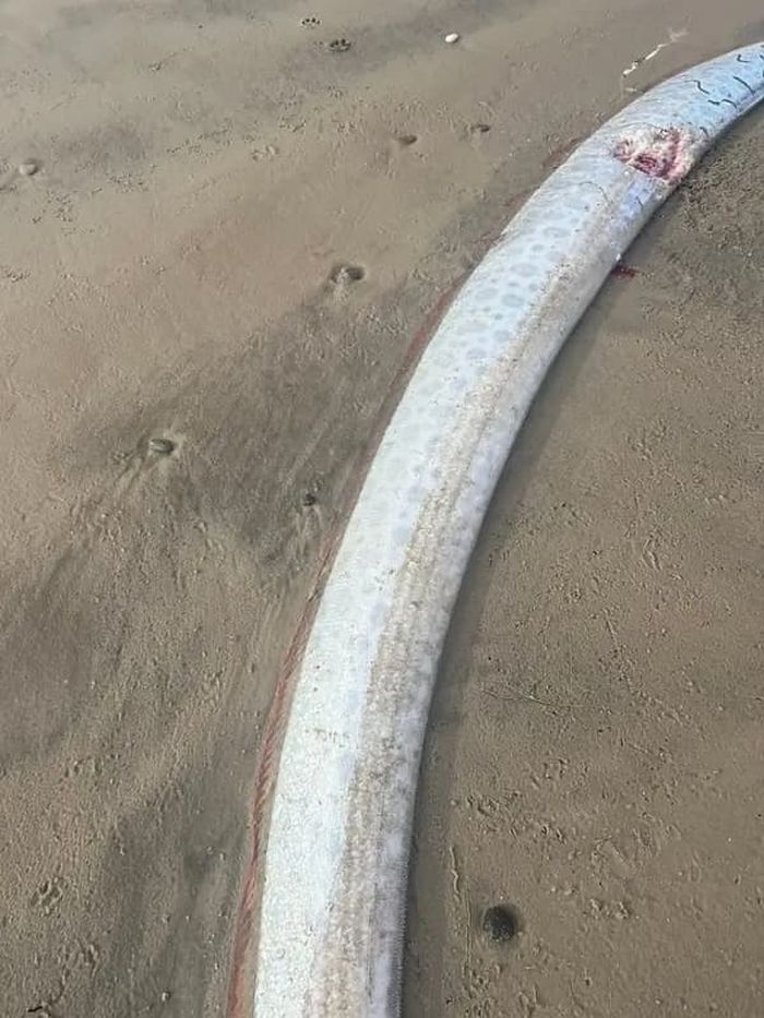 애니멀플래닛