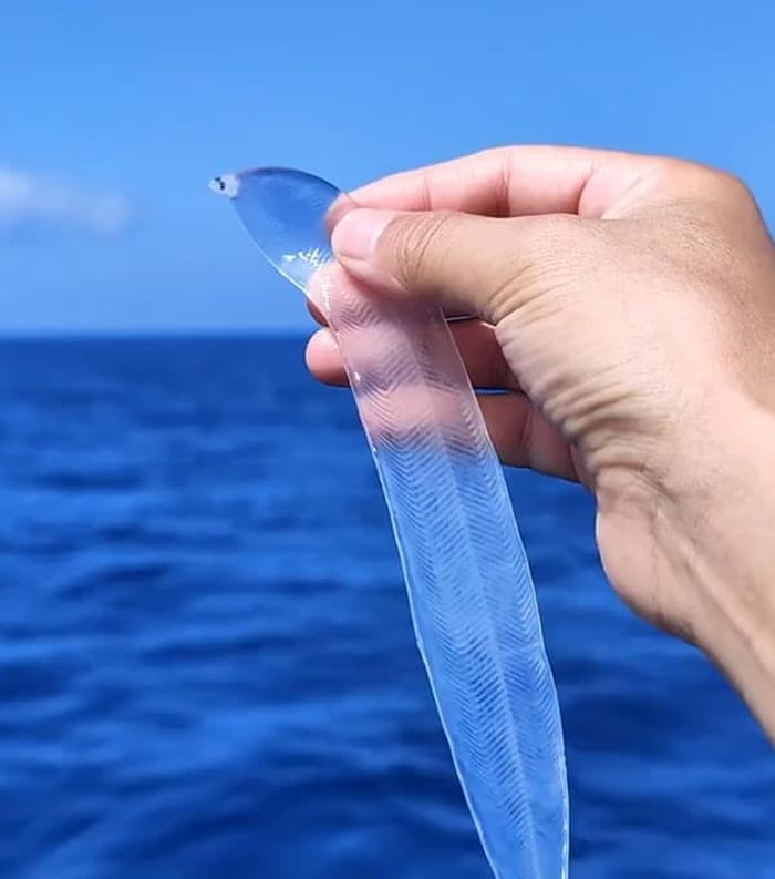 애니멀플래닛