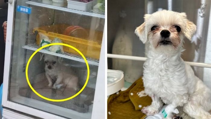 애니멀플래닛