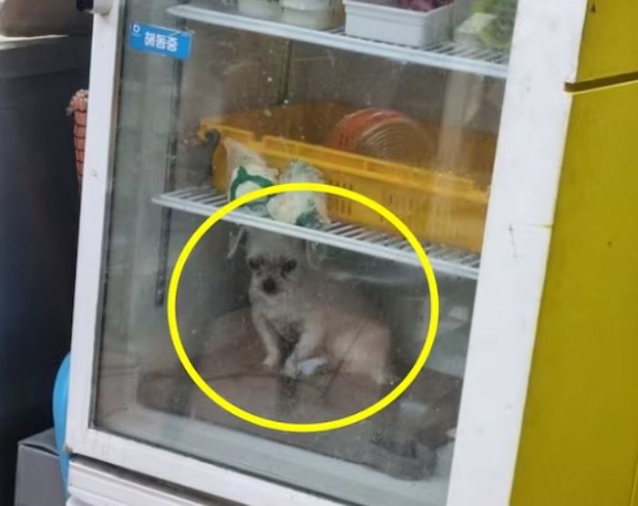 애니멀플래닛