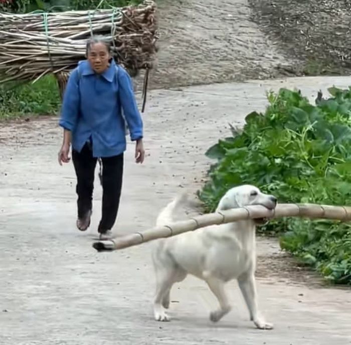 애니멀플래닛