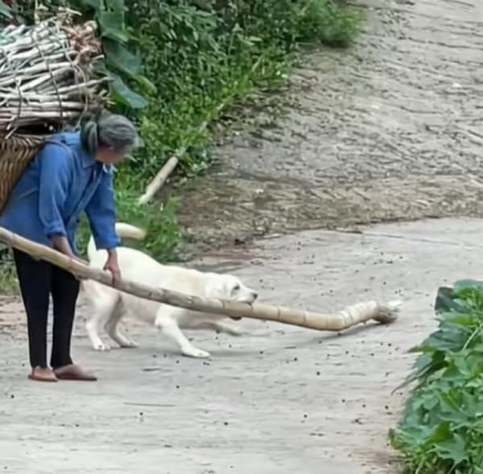 애니멀플래닛