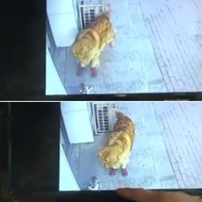 애니멀플래닛