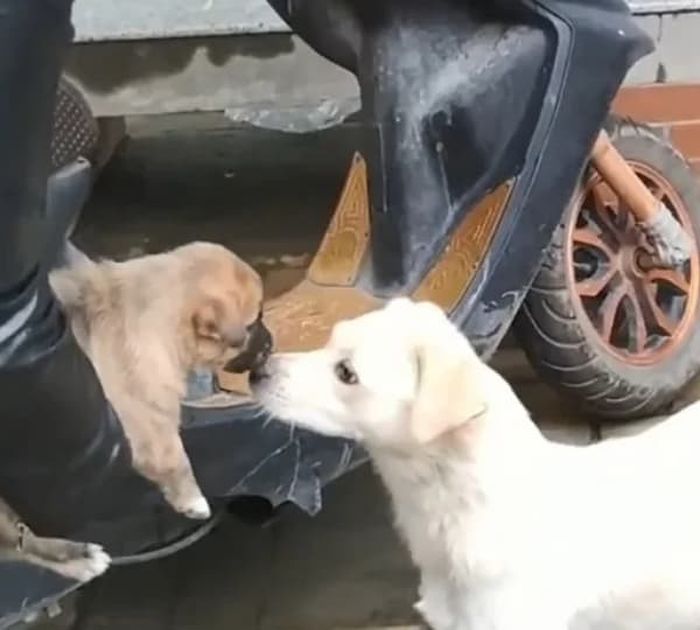 애니멀플래닛