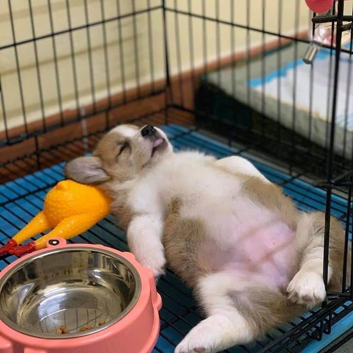 애니멀플래닛