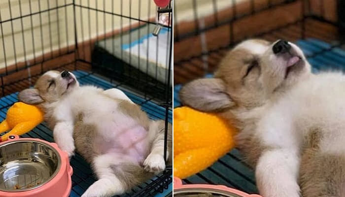 애니멀플래닛