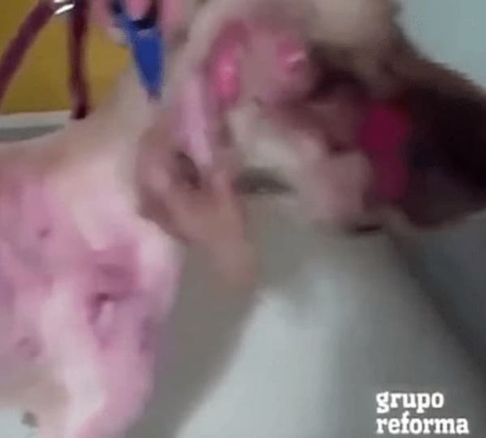 애니멀플래닛