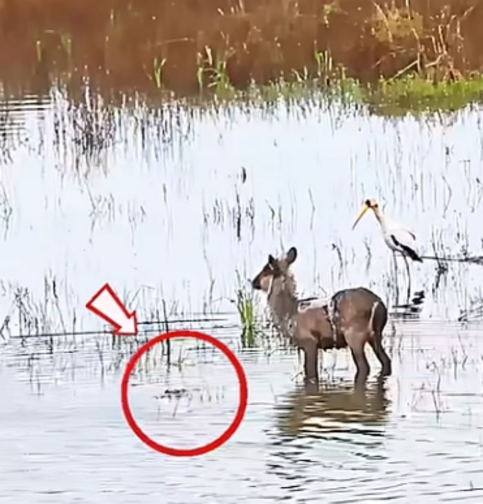 애니멀플래닛