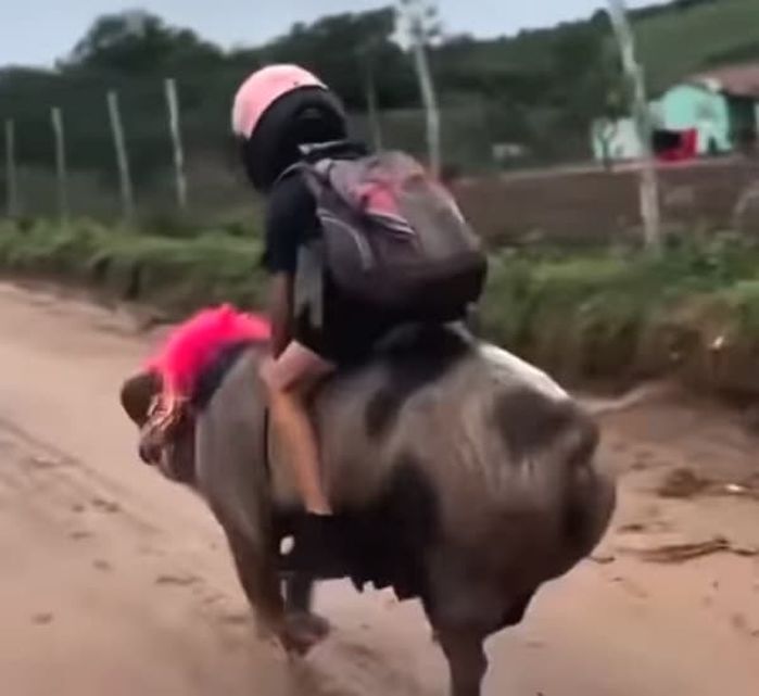애니멀플래닛