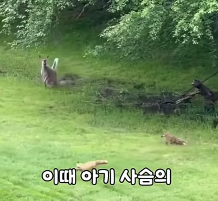 애니멀플래닛