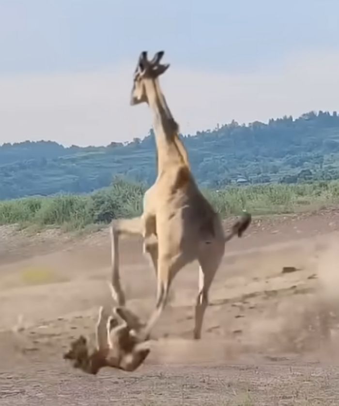 애니멀플래닛
