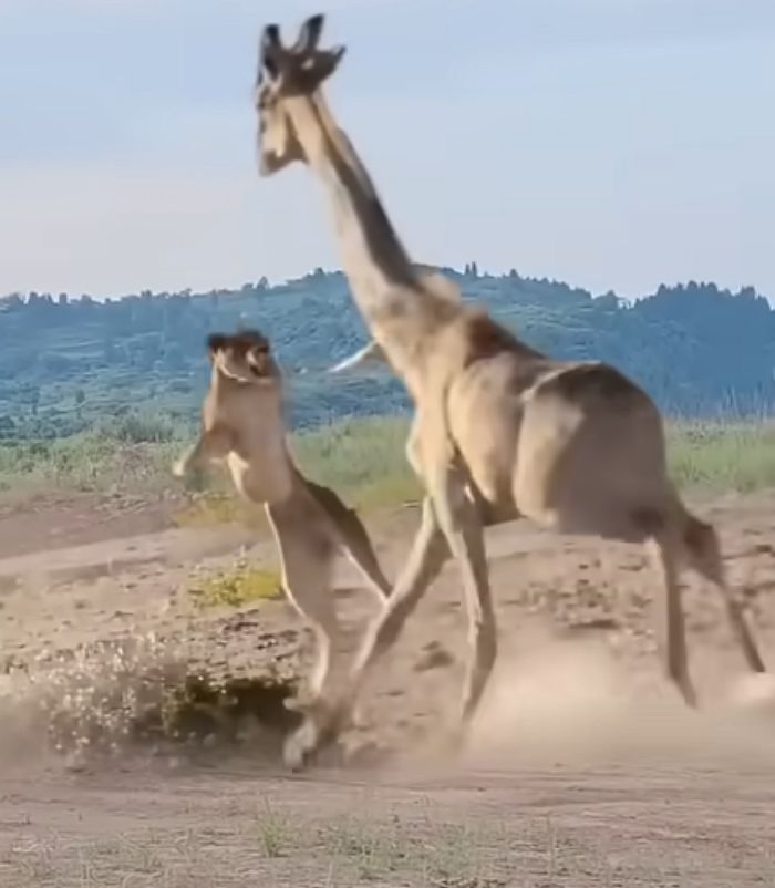 애니멀플래닛