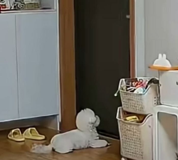 애니멀플래닛