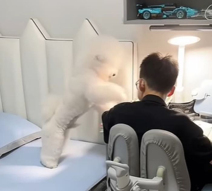애니멀플래닛