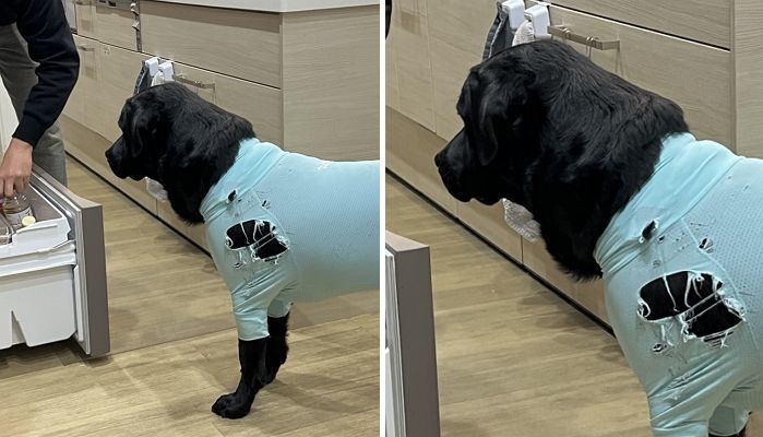 애니멀플래닛