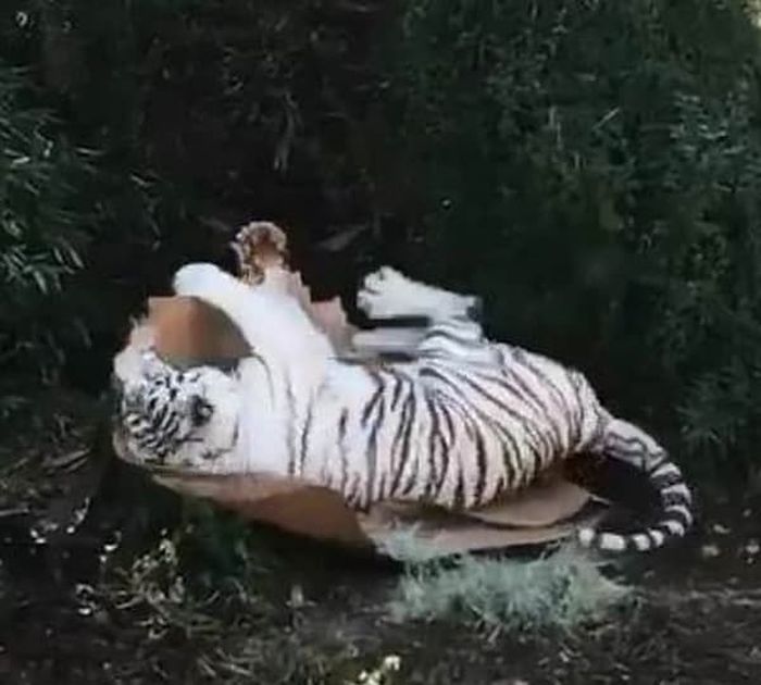 애니멀플래닛