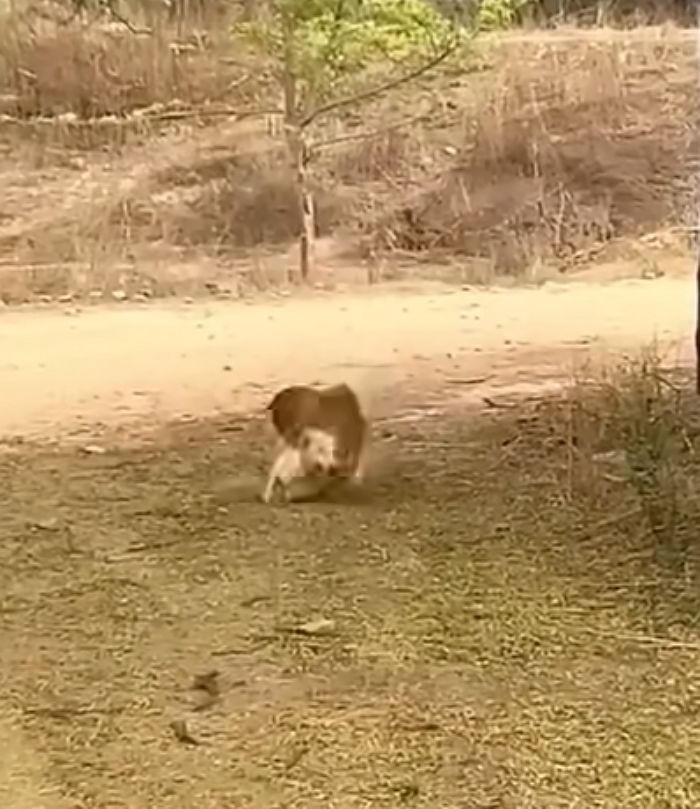 애니멀플래닛