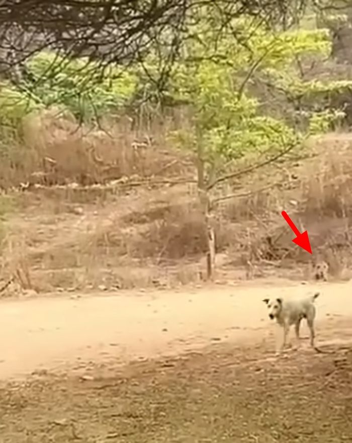 애니멀플래닛