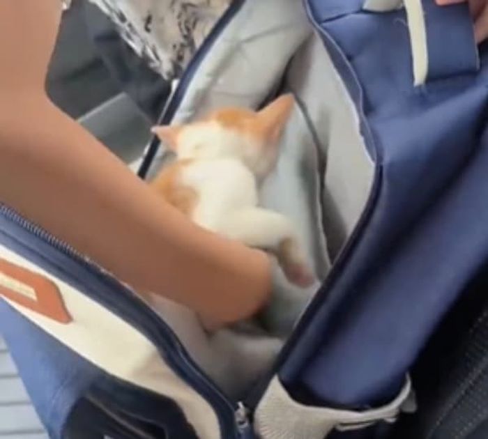 애니멀플래닛