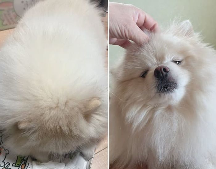 애니멀플래닛