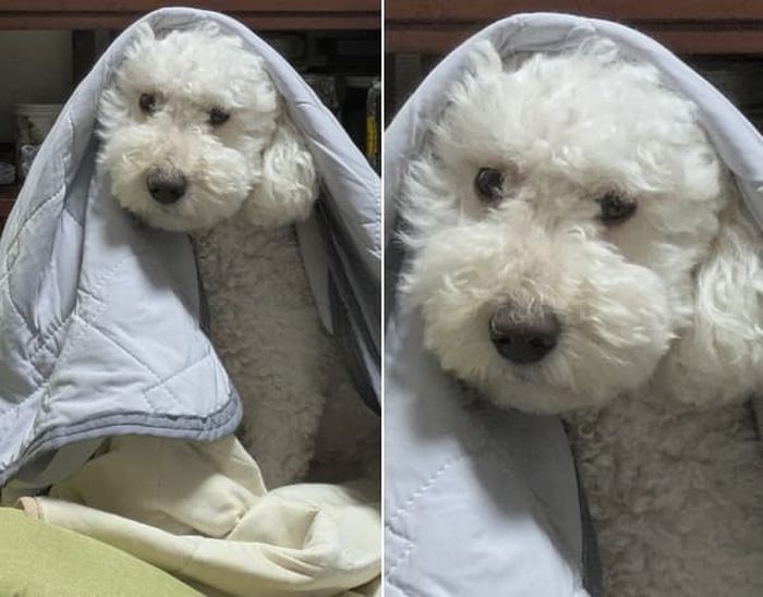 애니멀플래닛