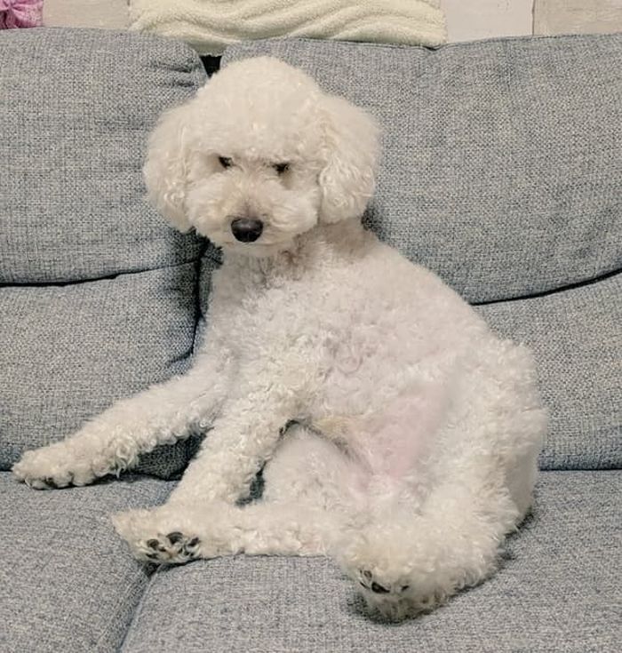 애니멀플래닛