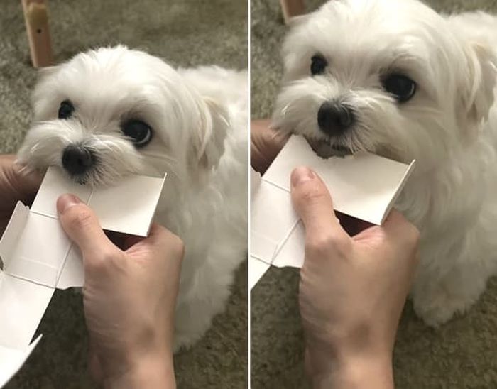 애니멀플래닛