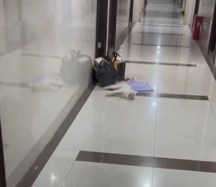애니멀플래닛