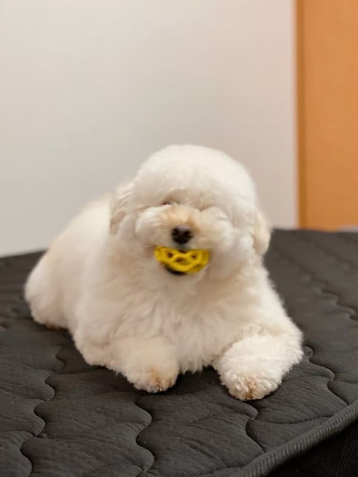 애니멀플래닛