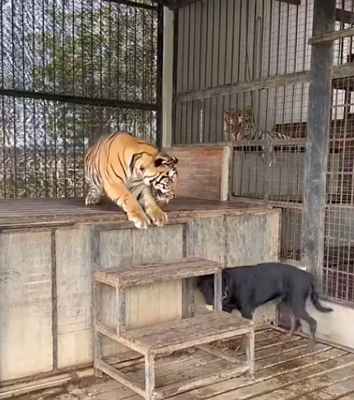애니멀플래닛