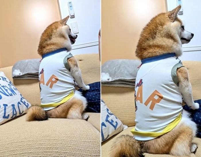 애니멀플래닛