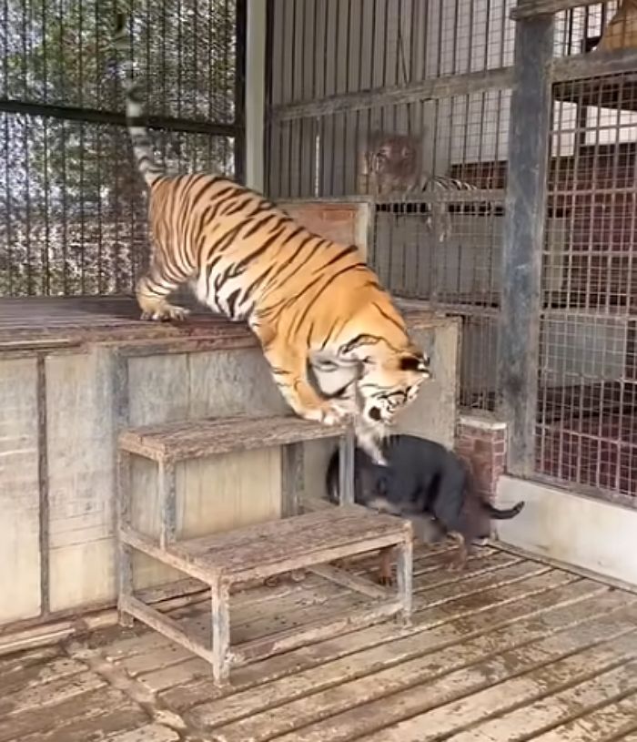 애니멀플래닛