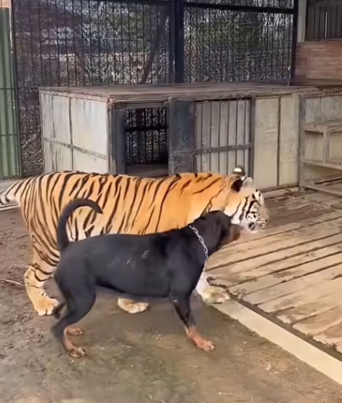 애니멀플래닛