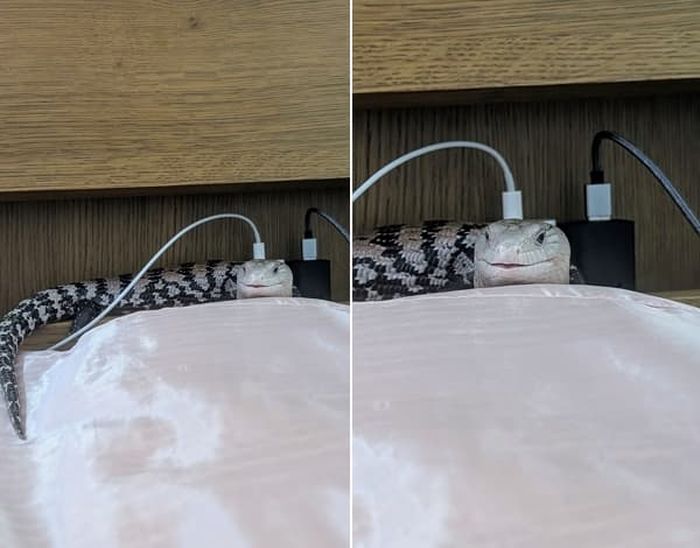 애니멀플래닛
