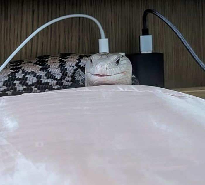 애니멀플래닛